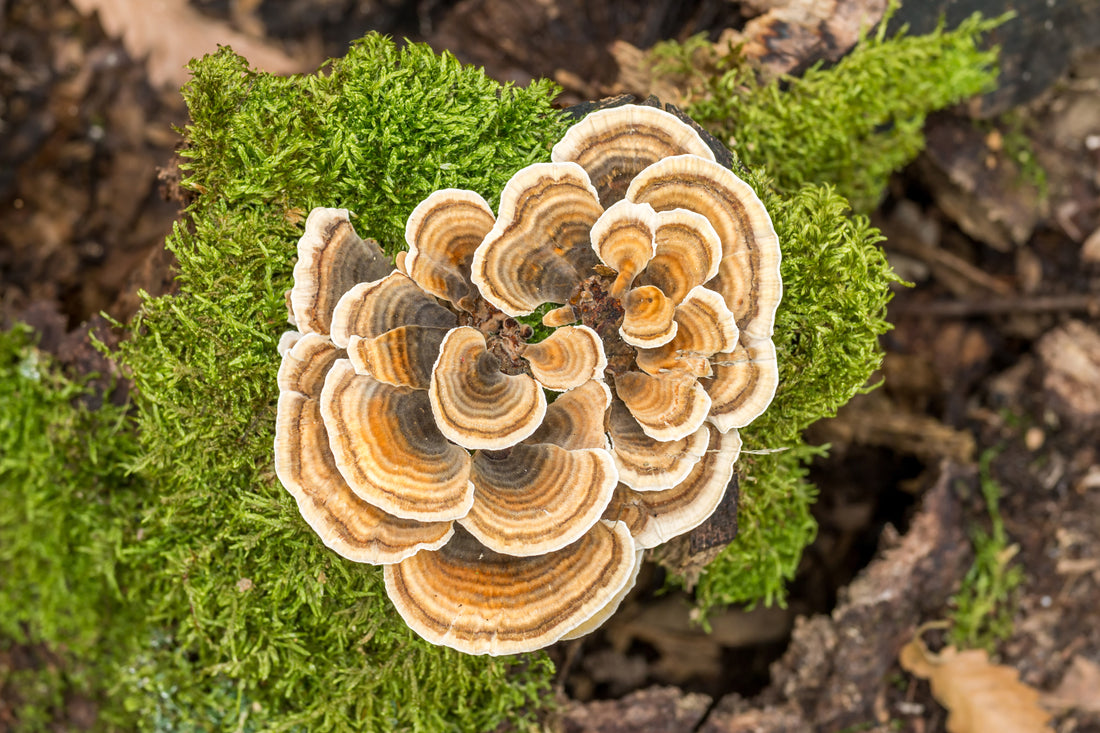 Turkey Tail Mushroom: 5 Benefits & Uses for Your Health